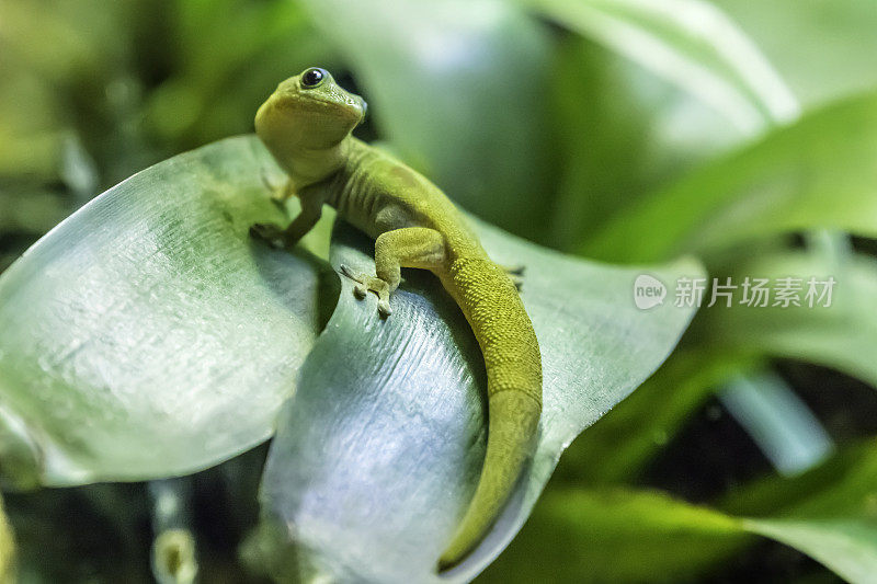 金沙日壁虎(Phelsuma laticauda)